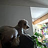 cozy, cushion, decor, dog, domestic, fur, furniture, home, household, indoor, light, living_room, pet, plant, potted_plant, relaxed, resting, side_view, small_dog, window