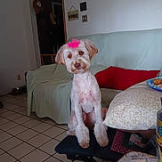 Rylee is registered to the contest to win money with this photo: dog, pet, indoor, cute, pink_bow, groomed, living_room, couch, pillow, table, food, tile_floor, bench, head_tilt, curious, cozy, home_decor, plate, fur, animal