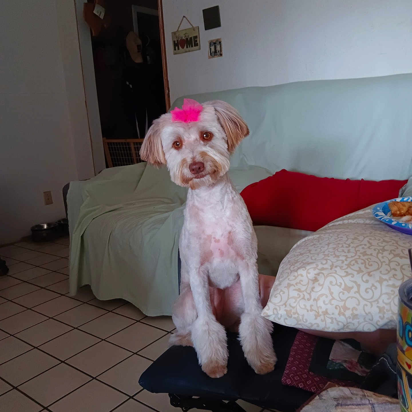 Rylee is registered to the contest to win money with this photo: dog, pet, indoor, cute, pink_bow, groomed, living_room, couch, pillow, table, food, tile_floor, bench, head_tilt, curious, cozy, home_decor, plate, fur, animal
