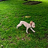 dog, running, grass, yard, fence, tree, outdoor, pet, play, toy, greenery, summer, nature, animal, active, canine, small_dog, daylight, energetic, backyard