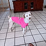 cabinet, casual, curious_expression, digital_clock, dog, feet, floor, home, indoor, living_room, looking_at_camera, pet, pink_shirt, sandals, small_dog, standing, television, tile_floor, white_dog, wooden_furniture