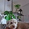 Rylee is registered to the contest to win money with this photo: casual, closeup, cozy, decor, dog, face, fur, glasses, greenery, home, indoor, lantern, monstera, natural_light, person, pet, plant, relaxing, resting, shelf