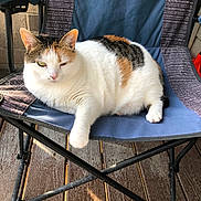 Lucky joined the competition — help win amazing prizes! cat, calico_cat, pet, animal, chair, folding_chair, outdoor, wooden_deck, relaxed, feline, domestic_cat, resting, sunlight, paw, ear, fur, white, orange, black, seat