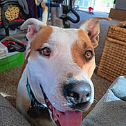 Iris is registered to the contest to win money with this photo: dog, indoor, happy, tongue_out, smiling, pet, canine, brown_and_white, collar, close_up, carpet, furniture, living_room, household, ears_up, bright_eyes, nose, mouth_open, domestic_animal, friendly