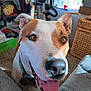 dog, indoor, happy, tongue_out, smiling, pet, canine, brown_and_white, collar, close_up, carpet, furniture, living_room, household, ears_up, bright_eyes, nose, mouth_open, domestic_animal, friendly