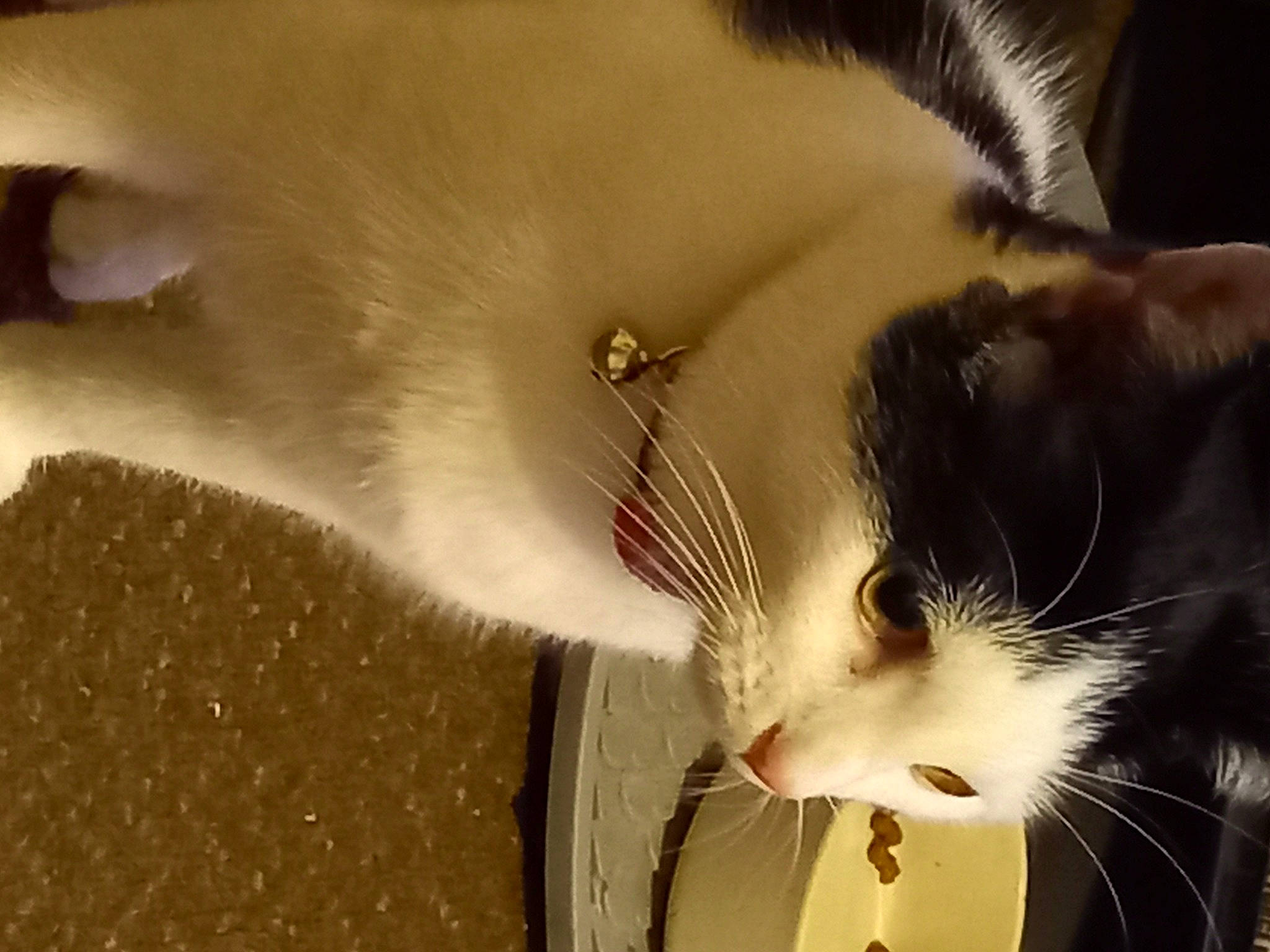 Dizzy joined the competition — help win amazing prizes! art, carnivore, cat, claw, close_up, domestic_short_haired_cat, eye, eyelash, feather, felidae, foot, fur, organism, paw, small_to_medium_sized_cats, tail, vertebrate, whiskers