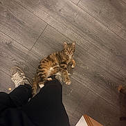 Gunter a rejoint le concours — aidez-le/la à gagner de superbes lots ! cat, tabby_cat, floor, wooden_floor, person, pants, sneakers, shoe, pet, indoor, playful, animal, clinging, looking_up, domestic_animal, leg, grey_shoes, black_pants, home, cozy