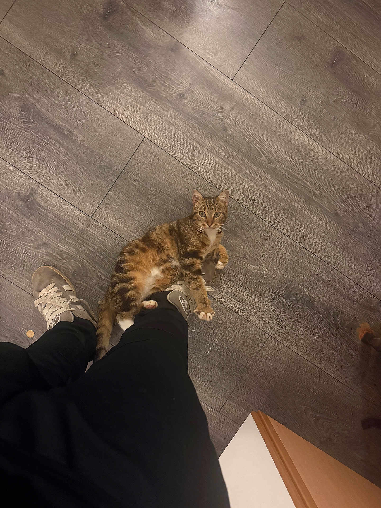 Gunter a rejoint le concours — aidez-le/la à gagner de superbes lots ! cat, tabby_cat, floor, wooden_floor, person, pants, sneakers, shoe, pet, indoor, playful, animal, clinging, looking_up, domestic_animal, leg, grey_shoes, black_pants, home, cozy
