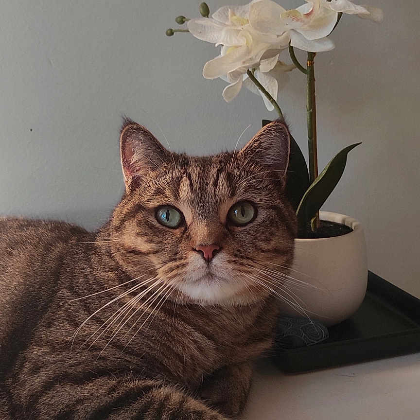 Yanis participe au concours pour gagner de l'argent avec cette photo : animal, brown, calm, cat, domestic, eyes, face, flower, fur, indoor, orchid, pet, plant, pot, relaxed, still_life, striped, tabby, table, whiskers