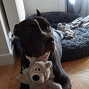 Allblack participe au concours pour gagner de l'argent avec cette photo : dog, plush_toy, teddy_bear, floor, wooden_floor, dog_bed, blanket, indoor, pet, animal, black_dog, white_markings, toy, resting, cozy, window, curtain, home, laying_down, fur