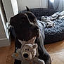 dog, plush_toy, teddy_bear, floor, wooden_floor, dog_bed, blanket, indoor, pet, animal, black_dog, white_markings, toy, resting, cozy, window, curtain, home, laying_down, fur