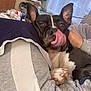 Allblack a rejoint le concours — aidez-le/la à gagner de superbes lots ! dog, pet, indoor, cozy, snuggling, black_and_white, tongue_out, ears_up, person, clothing, blanket, plant, window, natural_light, home, furniture, relaxed, paw, couch, casual