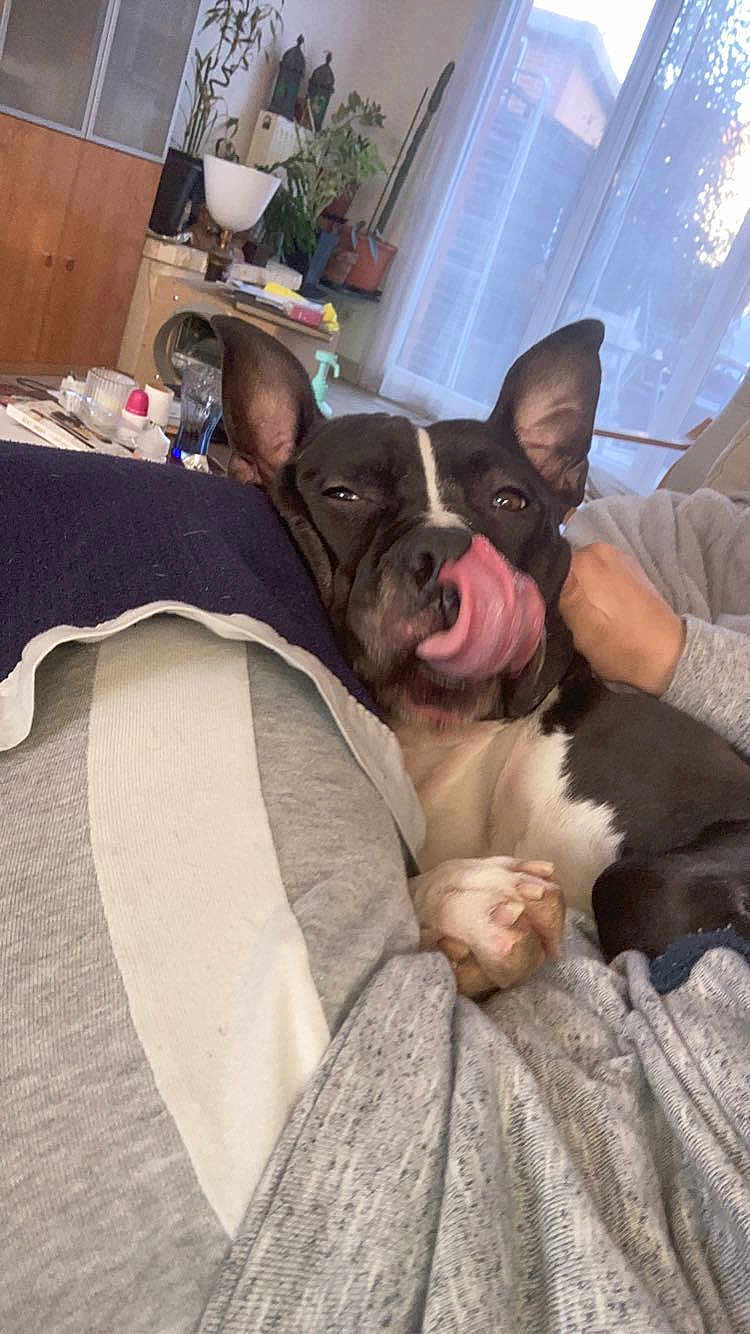 Allblack a rejoint le concours — aidez-le/la à gagner de superbes lots ! dog, pet, indoor, cozy, snuggling, black_and_white, tongue_out, ears_up, person, clothing, blanket, plant, window, natural_light, home, furniture, relaxed, paw, couch, casual