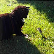 Batman participe au concours pour gagner de l'argent avec cette photo : cat, mouse, grass, sunlight, outdoor, animal, nature, shadow, mammal, wildlife, pet, black_cat, small_animal, predator, prey, daylight, greenery, curious, interaction, feline