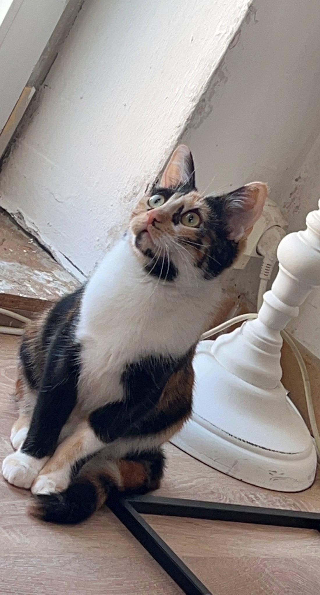 Boo a rejoint le concours — aidez-le/la à gagner de superbes lots ! carnivore, cat, claw, domestic_short_haired_cat, felidae, floor, flooring, foot, fur, grey, hardwood, human_leg, paw, sitting, small_to_medium_sized_cats, snout, tail, whiskers, window, wood