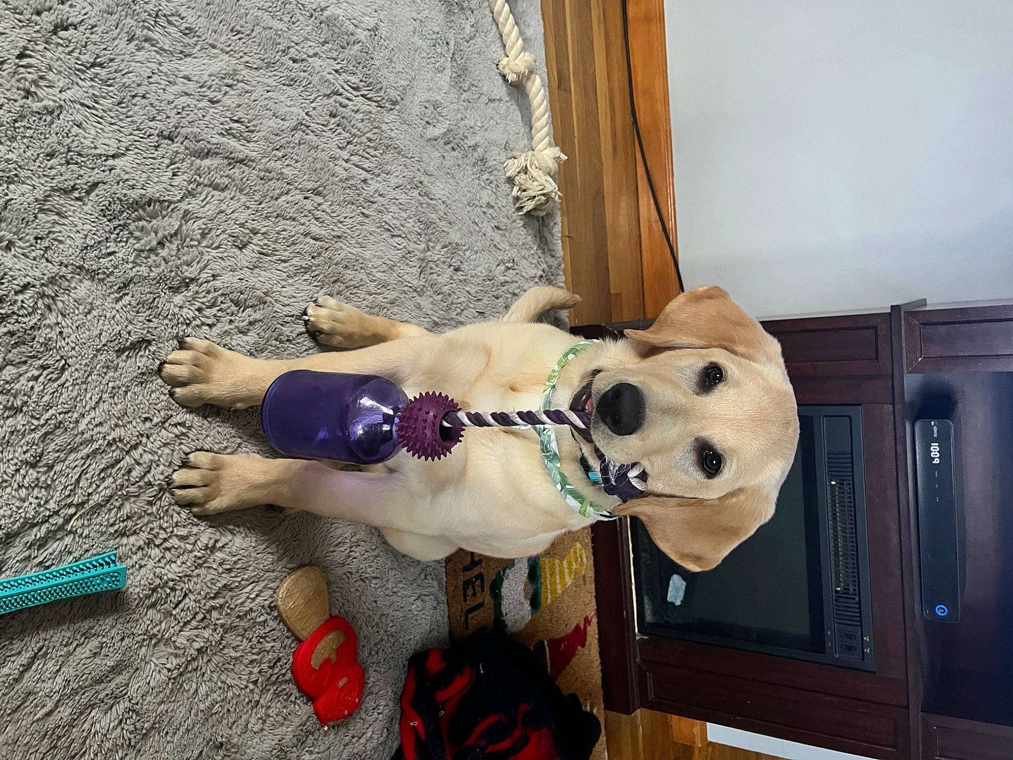 Stryker is registered to the contest to win money with this photo: carmine, carnivore, companion_dog, dog, dog_breed, door, fawn, flooring, fur, hat, leash, plush, selfie, shoe, sporting_group, stuffed_toy, tail, toy, wood, working_animal