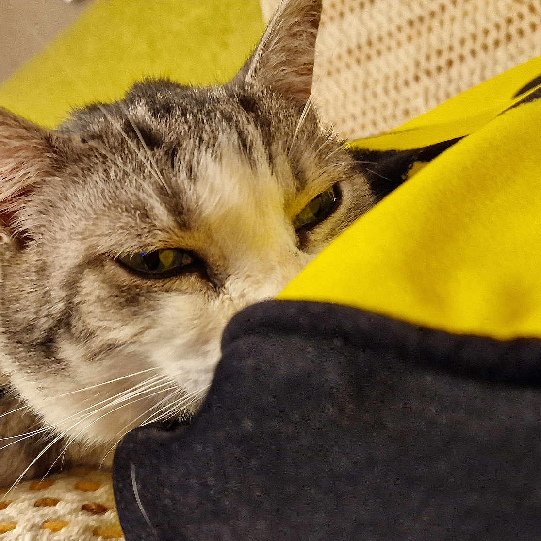 Beugleu participe au concours pour gagner de l'argent avec cette photo : cat, sleeping, closeup, yellow, black, fabric, feline, pet, whiskers, ears, resting, indoor, cozy, texture, soft, comfort, animal, cute, relaxed, domestic