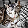 cat, tabby, sleeping, pillow, striped_pillow, fur, whiskers, closeup, resting, pet, cozy, indoor, feline, relaxed, cute, animal, soft_light, texture, warm, comfort