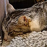 Beugleu participe au concours pour gagner de l'argent avec cette photo : cat, tabby, sleeping, close_up, fur, whiskers, ear, fluffy, blanket, cozy, resting, indoor, pet, cute, animal, mammal, relaxation, soft, texture, napping