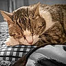 Beugleu participe au concours pour gagner de l'argent avec cette photo : cat, tabby_cat, sleeping, resting, pillow, closeup, whiskers, fur, pet, domestic_animal, cozy, indoor, relaxation, animal_face, cute, peaceful, nap, feline, soft, comfort
