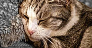 Beugleu participe au concours pour gagner de l'argent avec cette photo : cat, tabby, sleeping, close_up, fur, whiskers, nose, ear, relaxation, cozy, pillow, texture, indoor, pet, animal, mammal, cute, rest, peaceful, soft