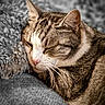 cat, tabby, sleeping, close_up, fur, whiskers, nose, ear, relaxation, cozy, pillow, texture, indoor, pet, animal, mammal, cute, rest, peaceful, soft