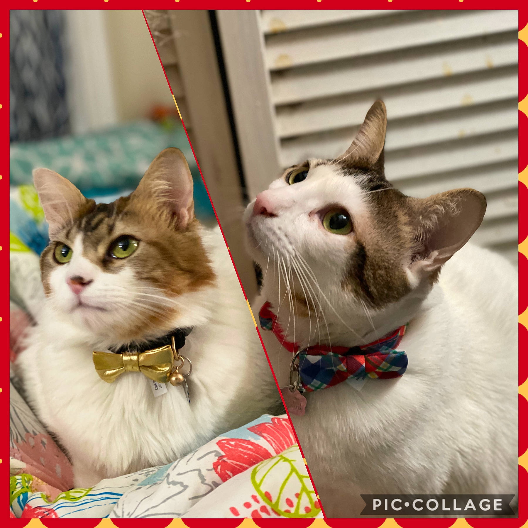 Houston And Austin joined the competition — help win amazing prizes! aegean_cat, american_shorthair, american_wirehair, asian, carnivore, cat, collar, domestic_short_haired_cat, european_shorthair, felidae, gesture, kitten, paw, photo_caption, photography, polydactyl_cat, small_to_medium_sized_cats, tabby_cat, whiskers