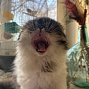 Asha participe au concours pour gagner de l'argent avec cette photo : kitten, cat, yawning, fluffy, indoor, pet, animal, whiskers, mouth, teeth, tongue, birdcage, glass_vase, dried_flowers, table, furniture, home, cute, closeup, fur