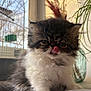 Asha a rejoint le concours — aidez-le/la à gagner de superbes lots ! kitten, cat, fur, tongue, licking, indoor, houseplant, birdcage, pet, cute, fluffy, animal, whiskers, window, table, domestic, young, mammal, closeup, adorable