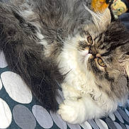 Asha a rejoint le concours — aidez-le/la à gagner de superbes lots ! animal, bedspread, cat, close_up, cute, domestic_cat, feline, fluffy, gray, indoor, lion_king, long_hair, lying_down, pattern, person, pet, polka_dots, relaxed, shirt, white