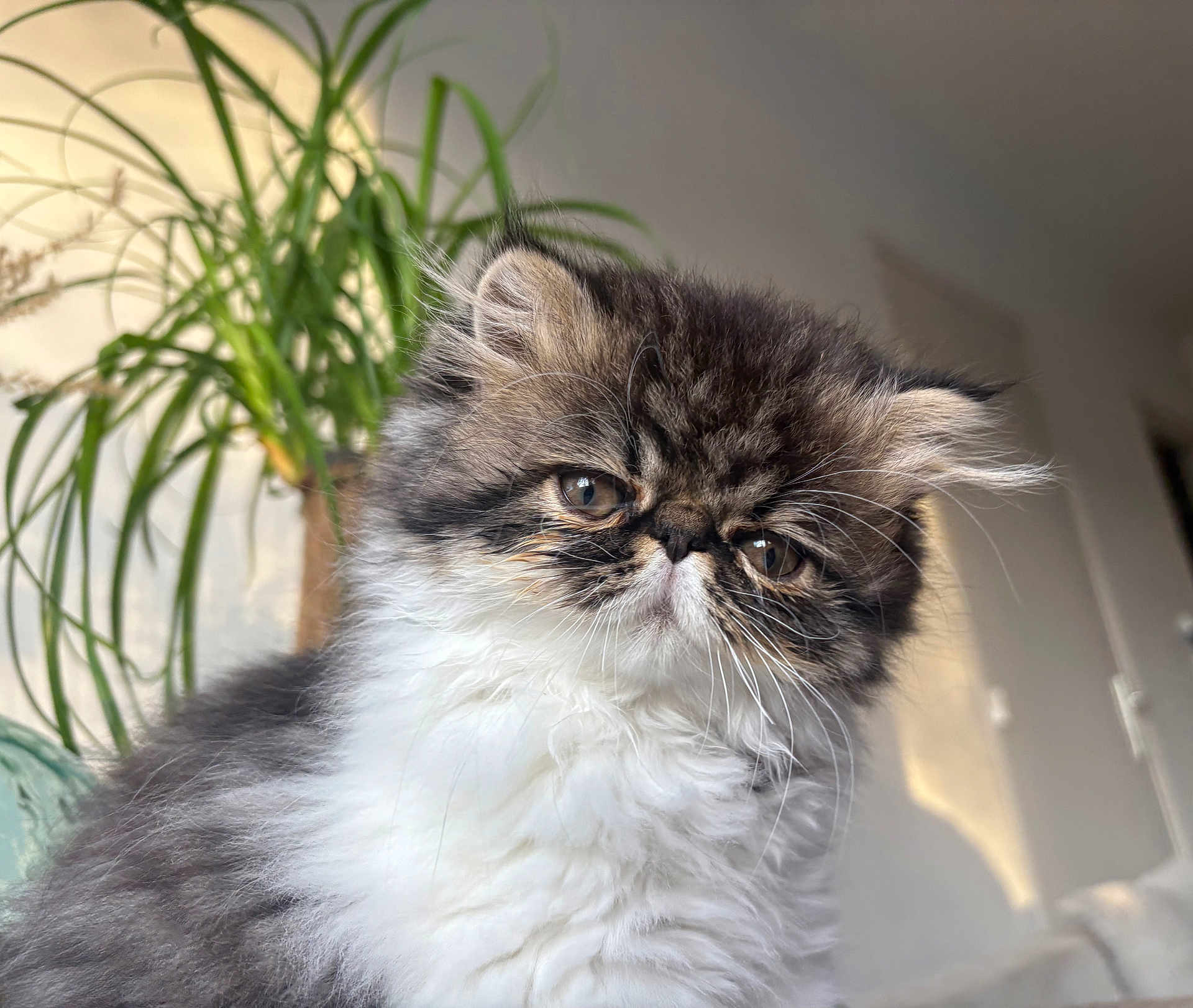 Asha participe au concours pour gagner de l'argent avec cette photo : kitten, cat, fluffy, fur, indoor, plant, greenery, animal, pet, cute, portrait, closeup, feline, whiskers, eyes, face, young, domestic, cozy, soft