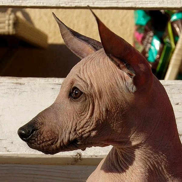 Chaco