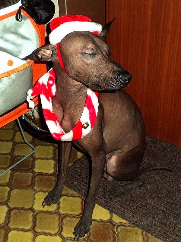 Chaco a rejoint le concours — aidez-le/la à gagner de superbes lots ! canidae, carnivore, collar, companion_dog, dog, dog_breed, dog_collar, dog_supply, fawn, leash, liver, magyar_agar, non_sporting_group, pet_supply, rampur_greyhound, sighthound, snout, sporting_group, terrestrial_animal, working_animal