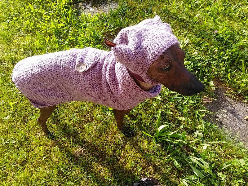 Chaco a rejoint le concours — aidez-le/la à gagner de superbes lots ! art, canidae, carnivore, companion_dog, dog, dog_breed, fawn, grass, groundcover, gun_dog, hunting_dog, liver, magenta, plant, snout, soil, sporting_group, tail, terrestrial_animal, working_animal