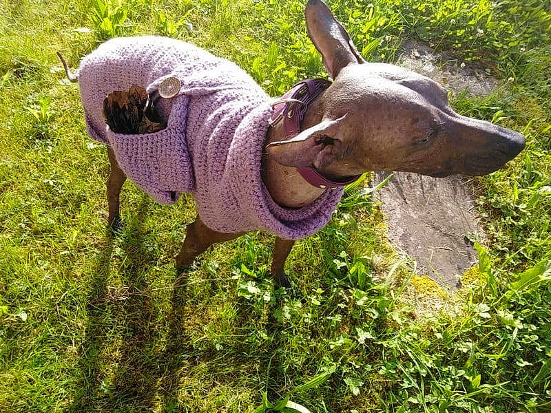 Chaco participe au concours pour gagner de l'argent avec cette photo : canidae, dog_breed, fawn, grass, grassland, groundcover, lawn_ornament, liver, livestock, meadow, pasture, plant, shrub, snout, sporting_group, tail, terrestrial_animal, terrestrial_plant, wildlife, working_animal
