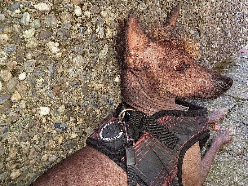 Haidih participe au concours pour gagner de l'argent avec cette photo : adventure, ancient_dog_breeds, canidae, carnivore, collar, dog, dog_breed, dog_clothes, dog_collar, dog_supply, fashion_accessory, fawn, hat, liver, non_sporting_group, pet_supply, snout, sporting_group, working_animal, working_dog