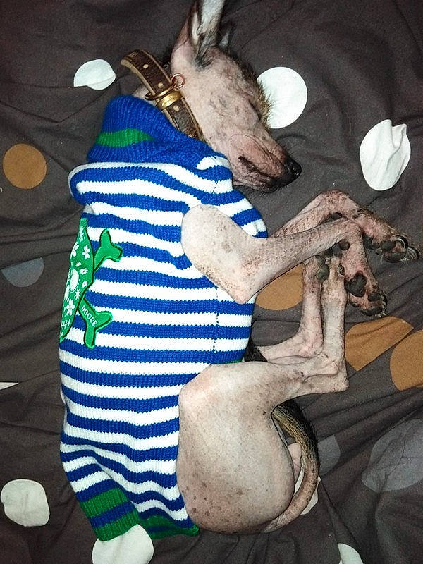 Haidih a rejoint le concours — aidez-le/la à gagner de superbes lots ! bag, carmine, darkness, electric_blue, event, fawn, felidae, fictional_character, fun, fur, hat, human_leg, linens, pattern, plush, room, sportswear, stuffed_toy, tail, visual_arts