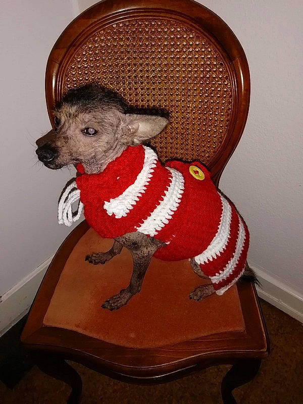 Haidih participe au concours pour gagner de l'argent avec cette photo : art, carnivore, chair, collar, companion_dog, costume_hat, couch, creative_arts, dog, dog_clothes, fashion_accessory, fawn, fur, furniture, hat, pattern, pet_supply, snout, wicker, wood