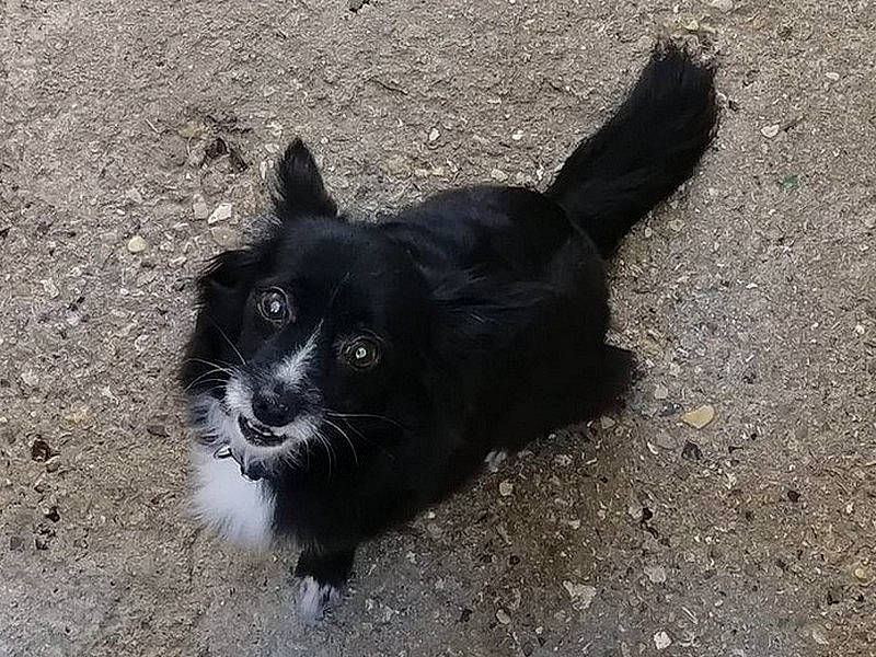 Ianah a rejoint le concours — aidez-le/la à gagner de superbes lots ! asphalt, black_cat, canidae, carnivore, cat, companion_dog, dog_breed, domestic_short_haired_cat, felidae, fur, grass, road_surface, small_to_medium_sized_cats, snout, soil, sporting_group, tail, tar, terrestrial_animal, whiskers