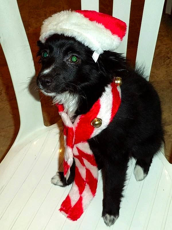 Ianah participe au concours pour gagner de l'argent avec cette photo : canidae, carnivore, christmas, collar, companion_dog, costume_hat, dog, dog_breed, dog_collar, dog_supply, fashion_accessory, fur, fur_clothing, giant_dog_breed, holiday, snout, sporting_group, stuffed_toy, tail, working_animal