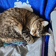 Maybelle is registered to the contest to win money with this photo: cat, tabby, sleeping, curled_up, fur, pet, indoor, cozy, bed, blanket, soft, resting, animal, whiskers, cute, domestic_cat, feline, relaxation, nap, warm