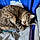 Maybelle