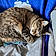 Maybelle