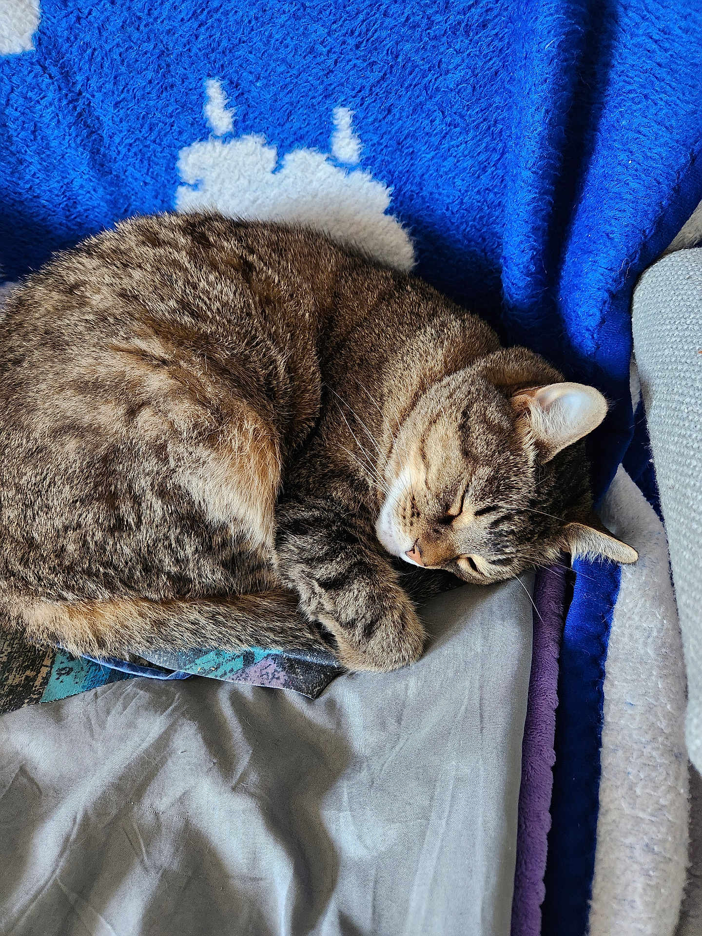 Maybelle