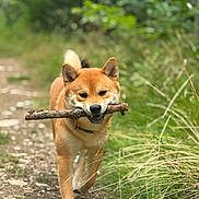 Rouky participe au concours pour gagner de l'argent avec cette photo : dog, shiba_inu, stick, forest, trail, grass, greenery, outdoor, nature, canine, pet, animal, walking, happy, playful, fur, ears, tail, daylight, path