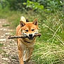 dog, shiba_inu, stick, forest, trail, grass, greenery, outdoor, nature, canine, pet, animal, walking, happy, playful, fur, ears, tail, daylight, path
