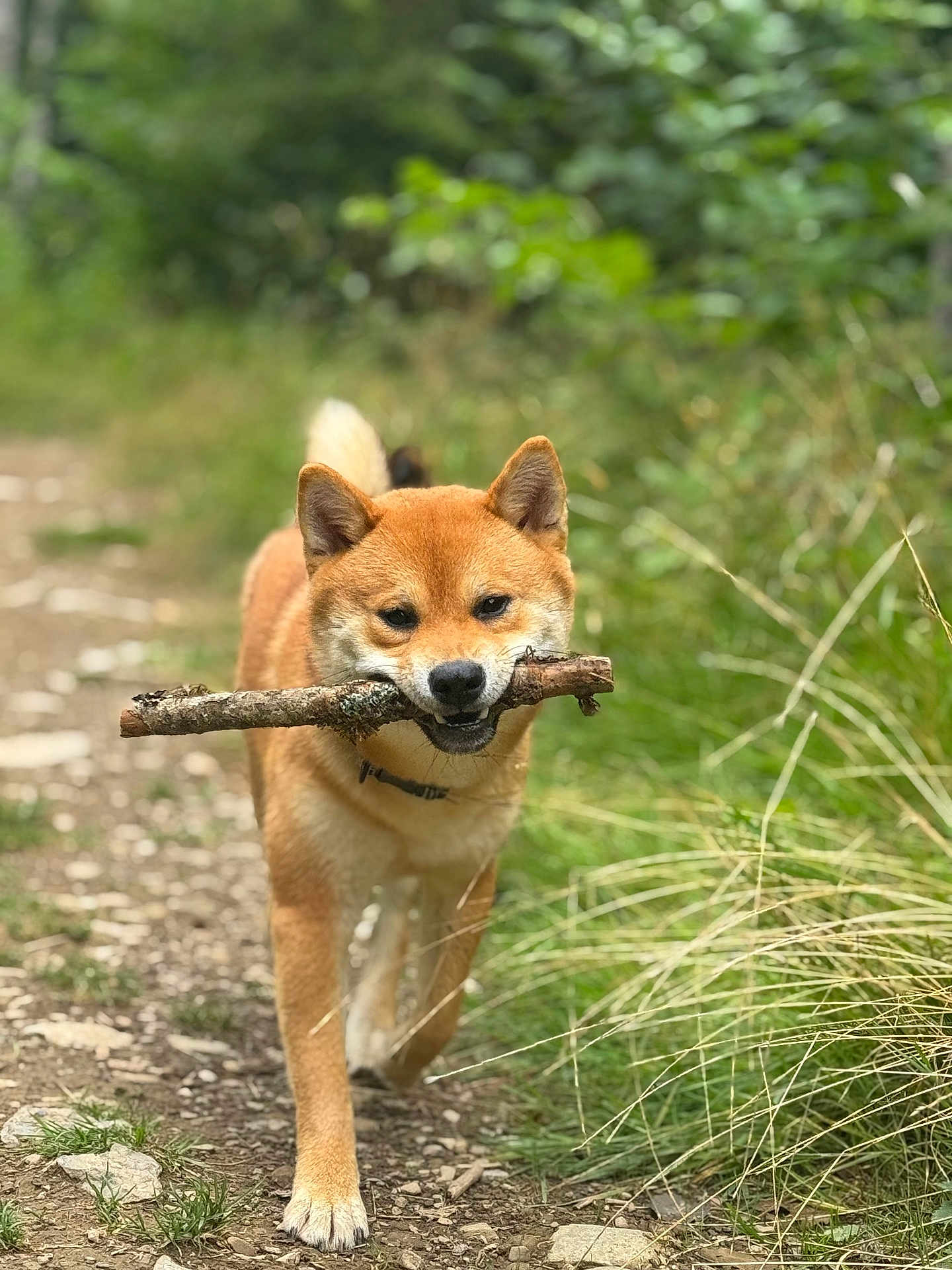 Rouky participe au concours pour gagner de l'argent avec cette photo : dog, shiba_inu, stick, forest, trail, grass, greenery, outdoor, nature, canine, pet, animal, walking, happy, playful, fur, ears, tail, daylight, path
