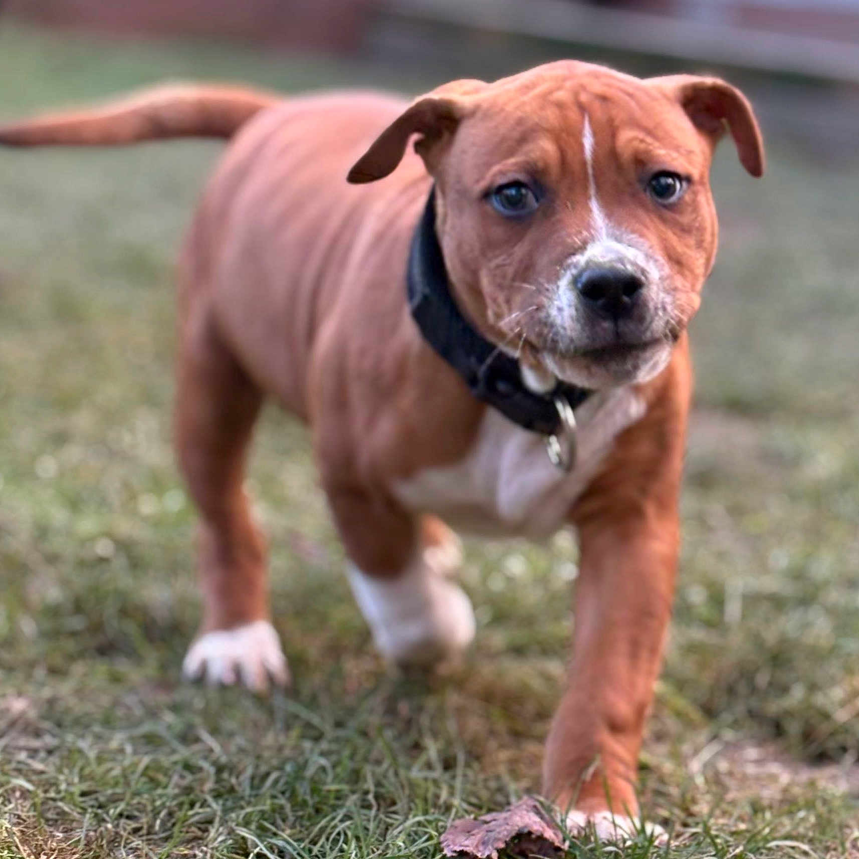 Acab participe au concours pour gagner de l'argent avec cette photo : animal, brown, canine, closeup, collar, cute, dog, ears, face, fur, grass, nature, outdoor, paw, pet, puppy, snout, walking, white, young