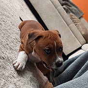 Acab participe au concours pour gagner de l'argent avec cette photo : animal, blanket, brown, carpet, chewing, couch, cozy, cute, dog, fur, home, indoor, living_room, paw, pet, playful, puppy, relaxing, white, young
