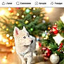 Vanille participe au concours pour gagner de l'argent avec cette photo : animal, canine, cat, christmas, christmasdecorations, christmastree, dog, envelope, eskimodog, festival, greetingcard, husky, kitten, mail, page, pet, puppy, terrier, text, whitedog